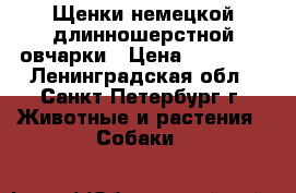 Щенки немецкой длинношерстной овчарки › Цена ­ 15 000 - Ленинградская обл., Санкт-Петербург г. Животные и растения » Собаки   